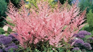 Astilbe Arendsii 'Erica' (False Spirea)