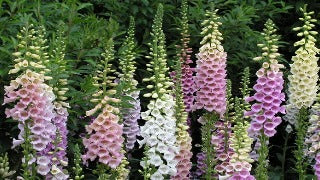 Digitalis Purpurea 'Excelsior Hybrids' (Foxglove)