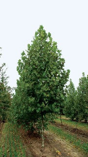 Platanus x Acerifolia Exclamation 'Morton Circle' (Exclamation Plane Tree)