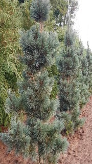 Pinus Flexilis 'Extra Blue' (Extra Blue Limber Pine)