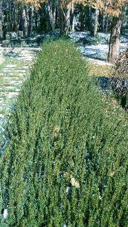 Taxus x Media 'Fairview' (Fairview Yew)