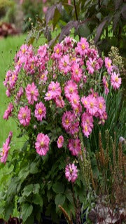 Japanese Anemone (Fall in Love Sweetly)