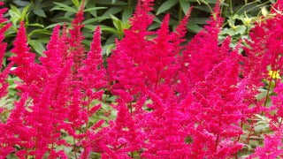 Astilbe Arendsii 'Fanal' (False Spirea)