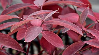 Cornus Sericea Arctic Fire 'Farrow' (Arctic Fire Dogwood)