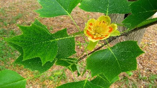 Liriodendron Tulipifera 'Fastigata' (Columnar Tulip Tree)