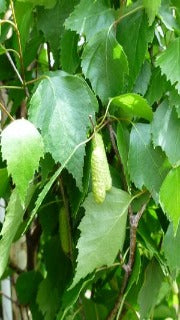 Betula Pendula 'Fastigiata' (Pyramidal European Birch)