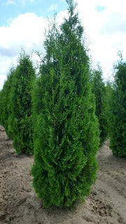 Thuja Occidentalis 'Fastigiata' (Pyramid Cedar)