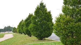 Carpinus Betulus 'Fastigiata' (Pyramidal European Hornbeam)