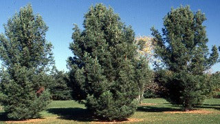 Pinus Strobus 'Fastigiata' (Columnar White Pine)