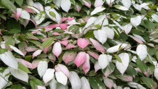 Actinidia Kolomikta (female) (Hardy Kiwi)