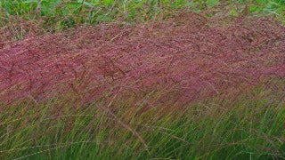 Festuca Amethystina (Tufted Fescue)