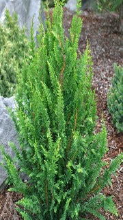 Chamaecyparis Obtusa 'Filicoides Compacta' (Fernleaf Hinoki Falsecypress)