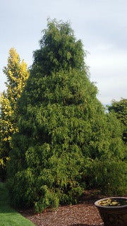 Chamaecyparis Pisifera 'Filifera' (Threadleaf Falsecypress)