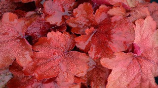 Heuchera x 'Fire Alarm' (Coral Bells)