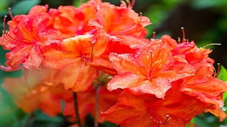 Azalea 'Fireball'