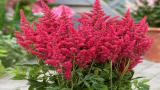 Astilbe x 'Fireberry' (False Spirea)