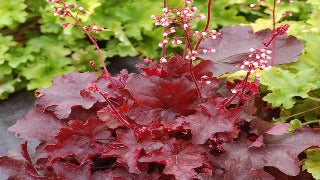 Heuchera x 'Fire Chief' (Coral Bells)