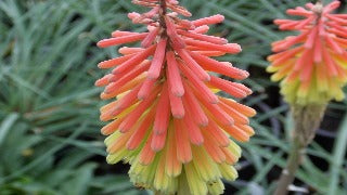 Kniphofia Hirsuta 'Fire Dance' (Red Hot Poker)