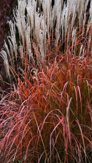 Miscanthus Sinensis 'Fire Dragon' (Fire Dragon Maiden Grass)