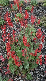 Heuchera x Firefly 'Leuchtkafer' (Coral Bells)