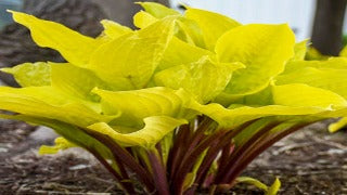 Hosta 'Fire Island' (Plantain Lily)