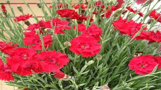Dianthus x Fire Star (Fire Star Dianthus)