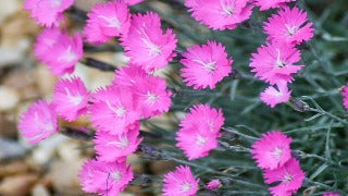 Dianthus Gratianopolitanus Fire Witch (Fire Witch Pinks)