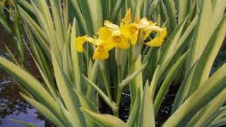 Iris Pseudacorus 'Variegata' (Variegated Yellow Flag Iris)