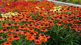 Echinacea x Sombrero Flamenco Orange (Flamenco Orange Coneflower)