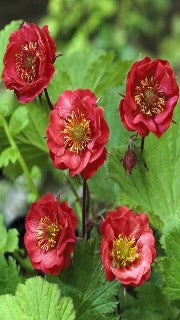 Geum Rivale 'Flames of Passion' (Avens)