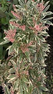 Pieris Japonica 'Flaming Silver' (Flaming Silver Japanese Pieris)