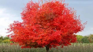 Acer Saccharum Flashfire (Flashfire Sugar Maple)