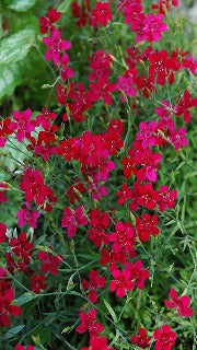 Dianthus Deltoides Flashing Light (Flashing Light Maiden Pinks)