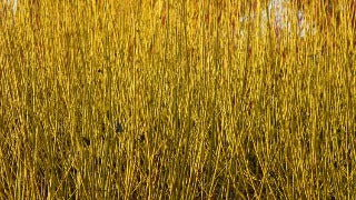 Cornus Sericea 'Flaviramea' (Yellowtwig Dogwood)