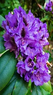Rhododendron 'Florence Parks'