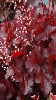 Heuchera x 'Forever Red' (Forever Red Coral Bell)