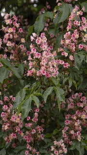 Aesculus x Carnea 'Fort McNair' (Fort McNair Horsechestnut)