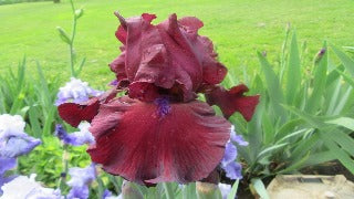 Iris Germanica 'Fortunate Son' (Tall Bearded Iris)