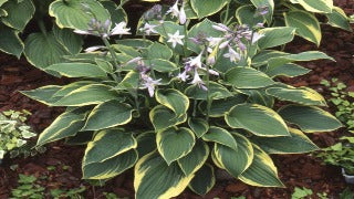 Hosta 'Fortunei Aureomarginata' (Plantain Lily)
