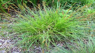 Carex Vulpinoidea (Fox Sedge)