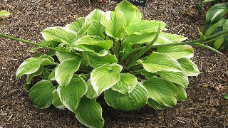 Hosta 'Fragrant Bouquet' (Plantain Lily)