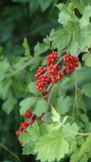 Rhus Aromatica (Fragrant Sumac)