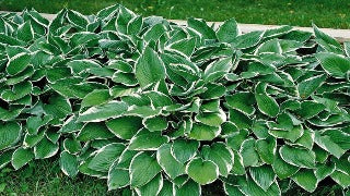 Hosta 'Francee' (Plantain Lily)