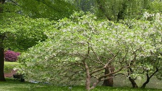 Chionanthus Virginicus (Fringetree)