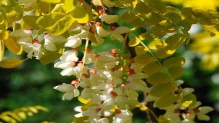 Robinia Pseudoacacia 'Frisia' (Golden Acacia Tree)