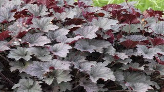 Heuchera x 'Frosted Violet' (Coral Bells)