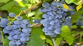 Vitis Riparia (Frost Grape)