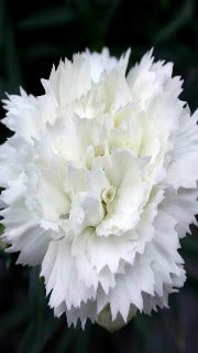Dianthus x Early Bird Frosty (Frosty Dianthus)