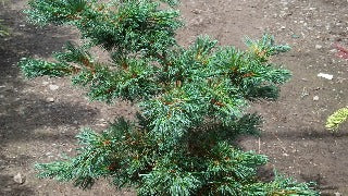 Pinus Parviflora 'Fukuzumi' (Fukuzumi Japanese White Pine)