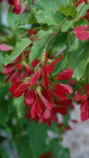 Acer Tataricum Hot Wings 'GarAnn' (Hot Wings Tatarian Maple)